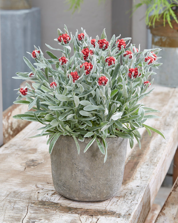 Helichrysum 'Red Jewel'