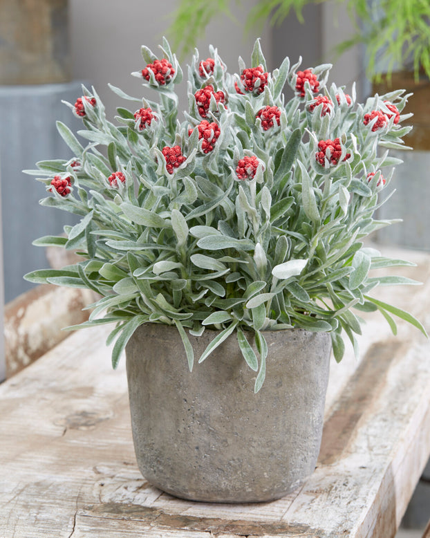 Helichrysum 'Red Jewel'