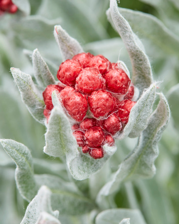 Helichrysum 'Red Jewel'