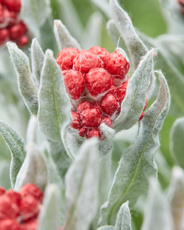 Helichrysum 'Red Jewel'