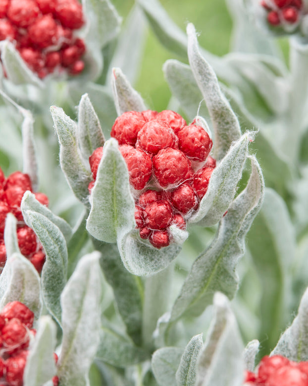 Helichrysum 'Red Jewel'