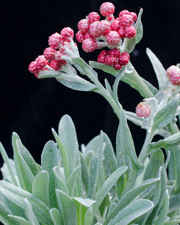 Helichrysum 'Red Jewel'