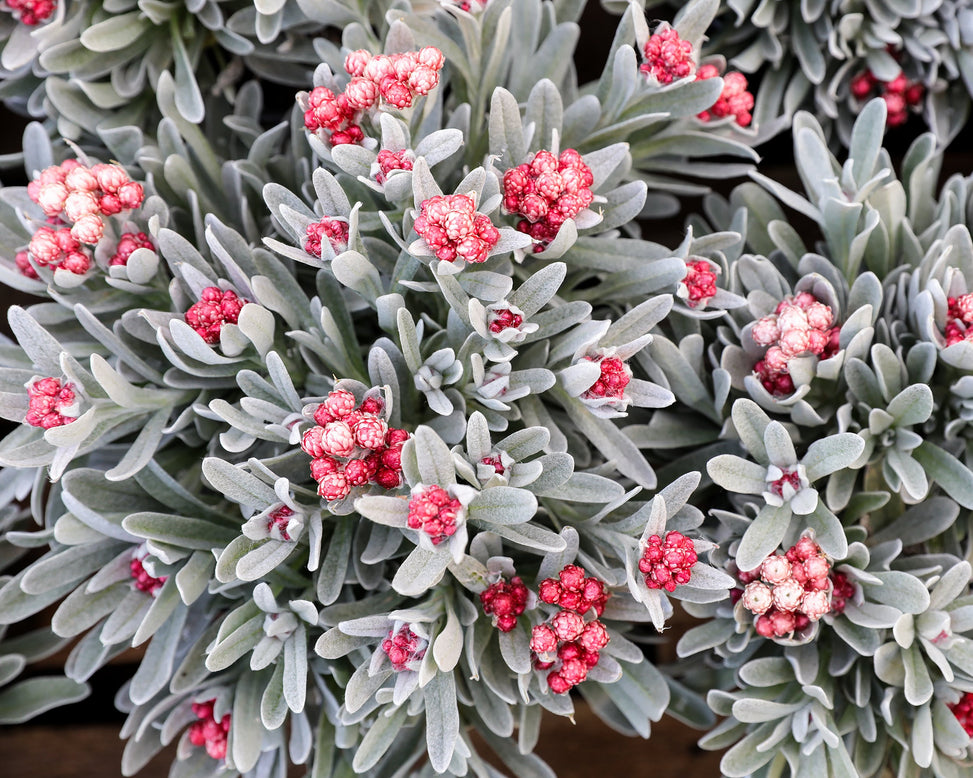 Helichrysum 'Red Jewel'