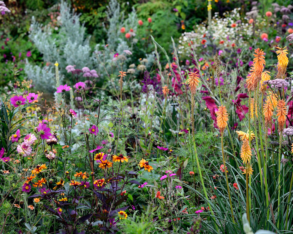 Heliopsis 'Burning Hearts'