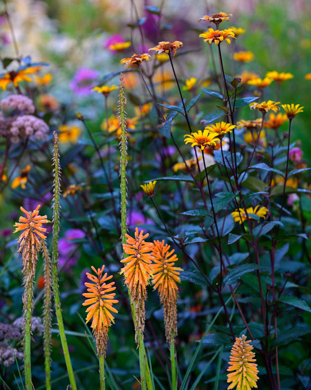 Heliopsis 'Burning Hearts'