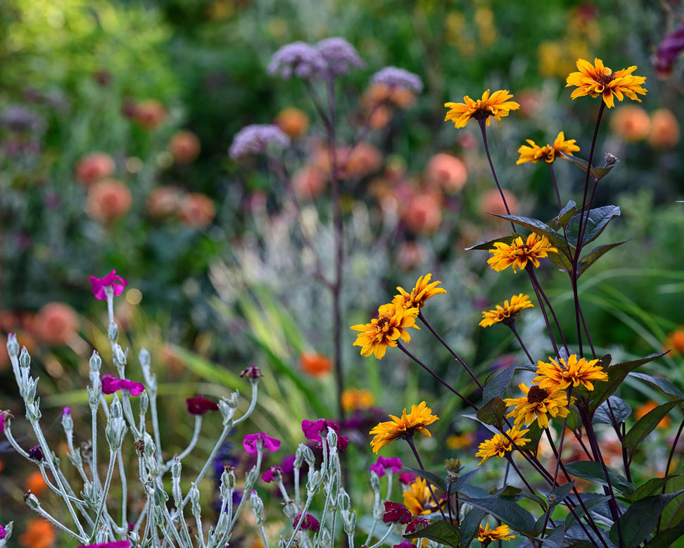 Heliopsis 'Burning Hearts'