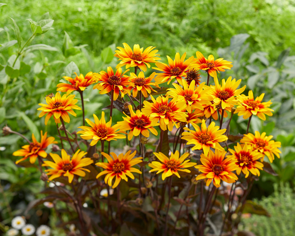 Heliopsis 'Burning Hearts'