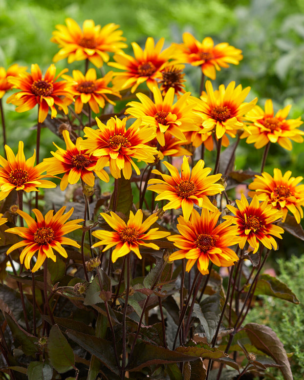 Heliopsis 'Burning Hearts'