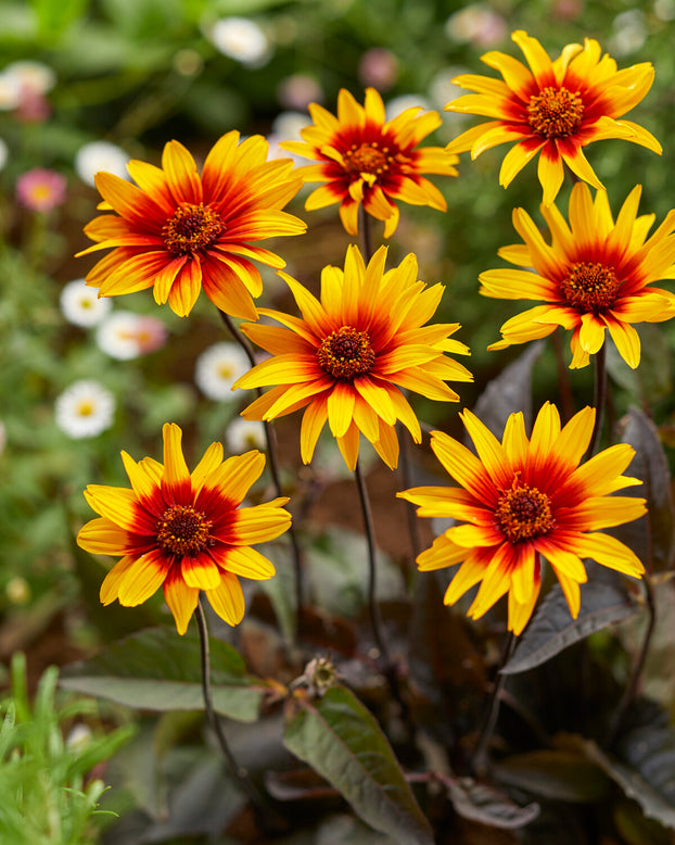 Heliopsis 'Burning Hearts'