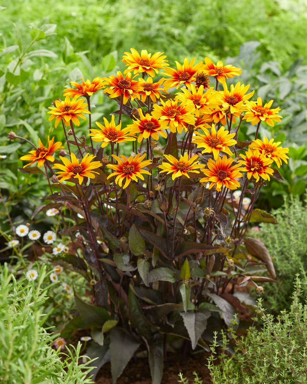 Heliopsis 'Burning Hearts'