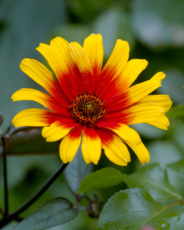 Heliopsis 'Burning Hearts'
