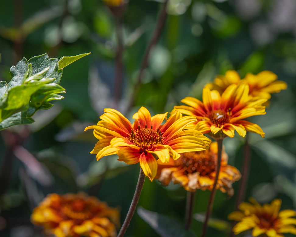 Heliopsis 'Burning Hearts'
