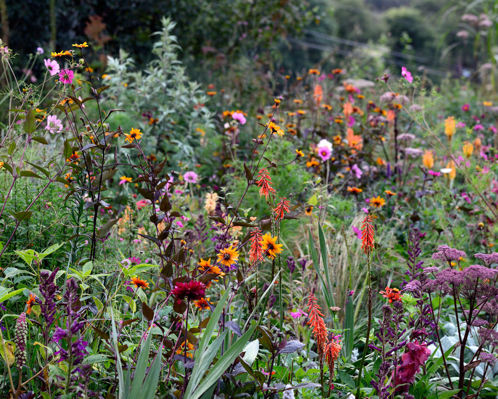 Heliopsis 'Burning Hearts'