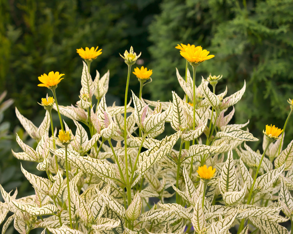 Heliopsis 'Loraine Sunshine'