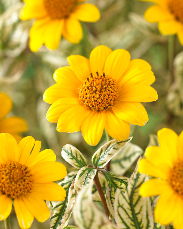 Heliopsis 'Loraine Sunshine'