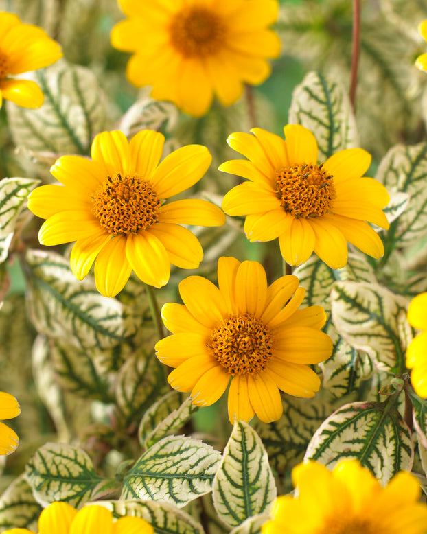 Heliopsis 'Loraine Sunshine'