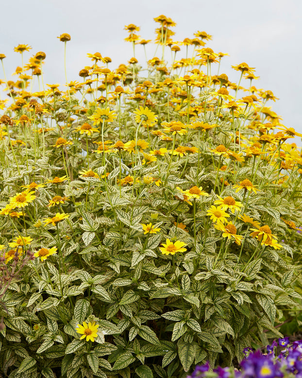 Heliopsis 'Loraine Sunshine'