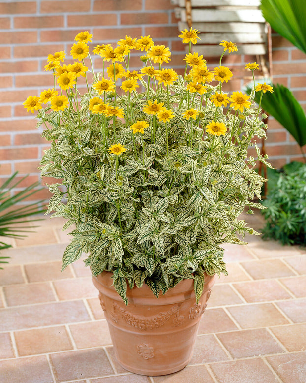 Heliopsis 'Loraine Sunshine'