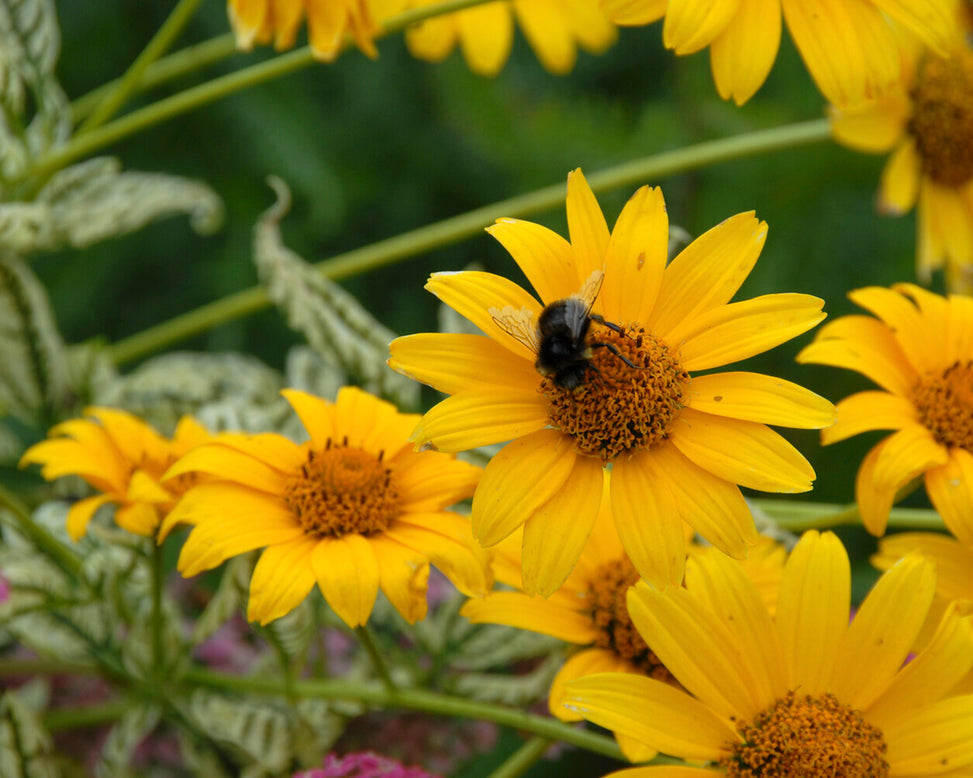 Heliopsis 'Loraine Sunshine'