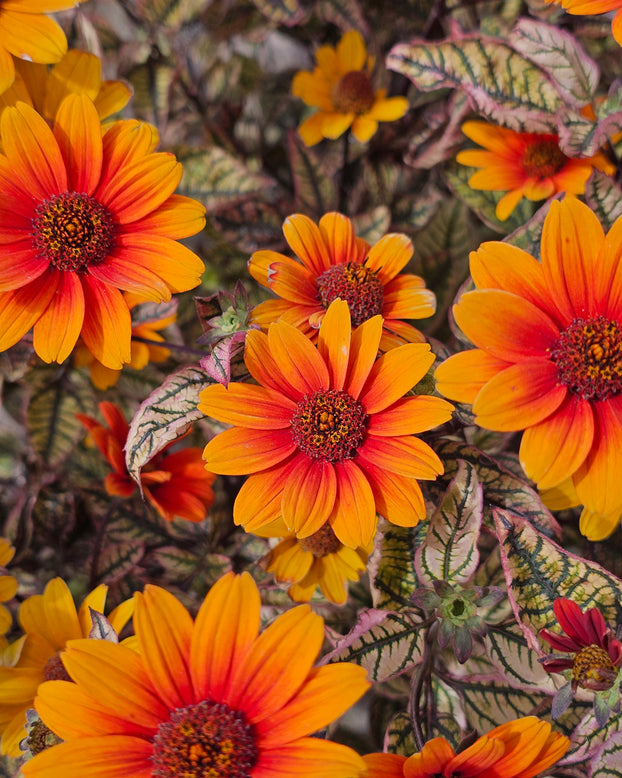Heliopsis 'Orange Marble'