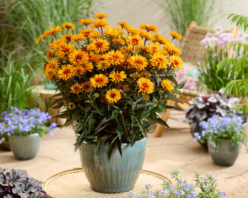 Heliopsis 'Sizzling Summer'