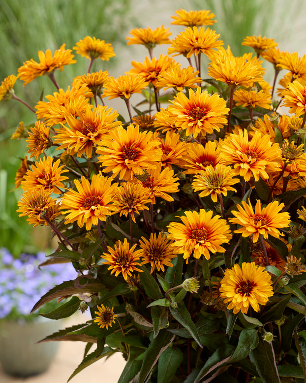 Heliopsis 'Sizzling Summer'