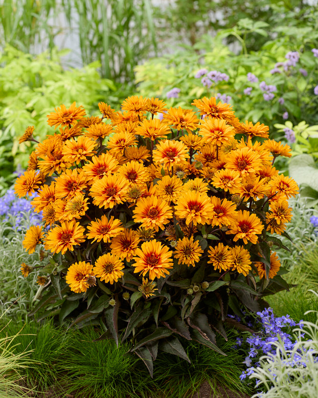 Heliopsis 'Sizzling Summer'