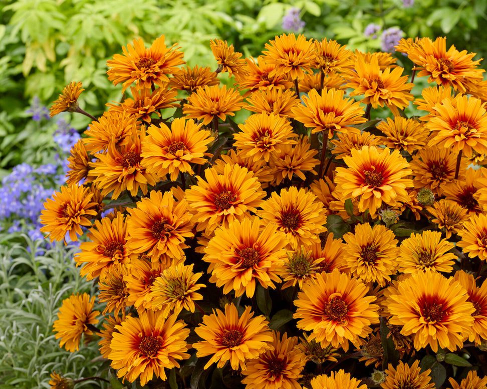 Heliopsis 'Sizzling Summer'