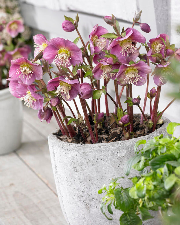 Helleborus 'Amor'
