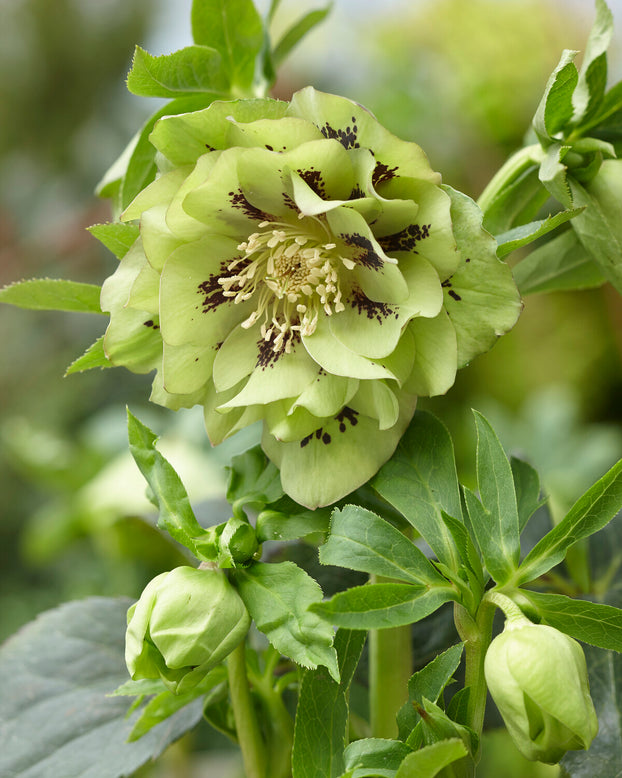 Helleborus 'Double Ellen Green'