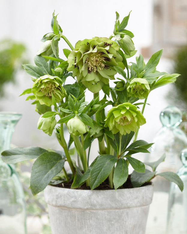 Helleborus 'Double Ellen Green'
