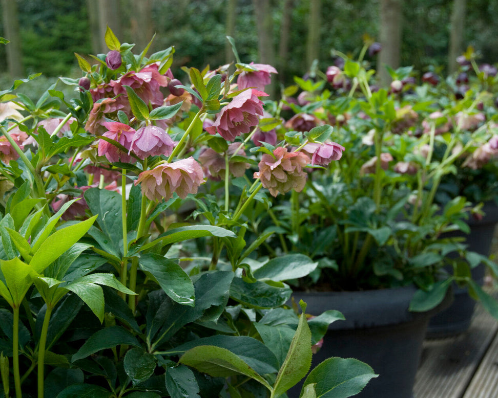 Helleborus 'Double Ellen Picotee'