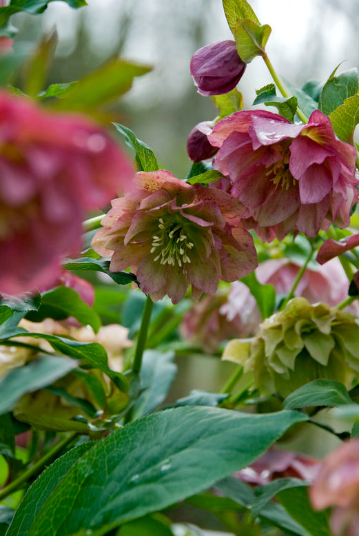 Helleborus 'Double Ellen Picotee'