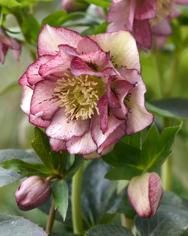 Helleborus 'Double Ellen Picotee'