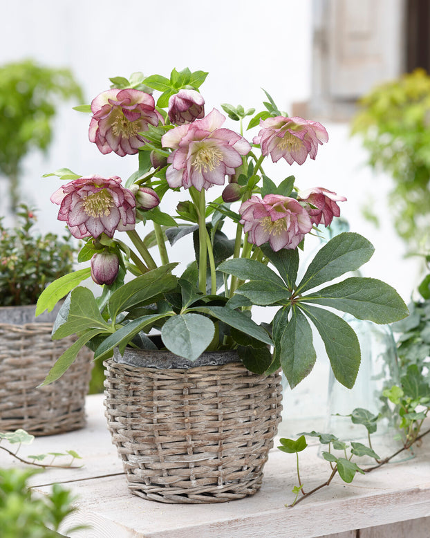 Helleborus 'Double Ellen Picotee'