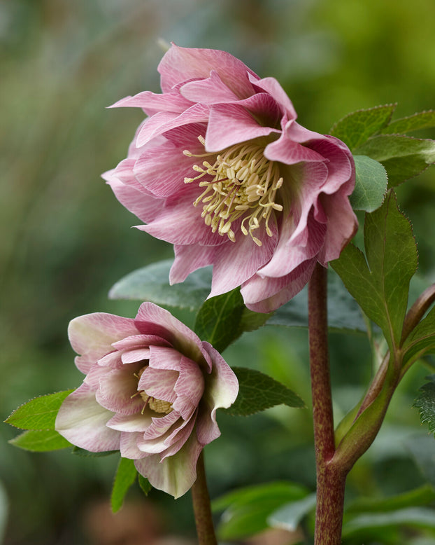Helleborus 'Double Ellen Pink'