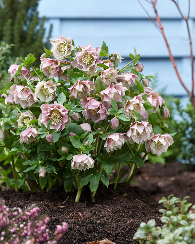 Helleborus 'Double Ellen Pink'