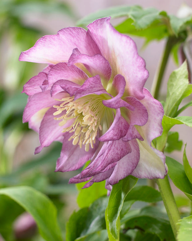 Helleborus 'Double Ellen Pink'