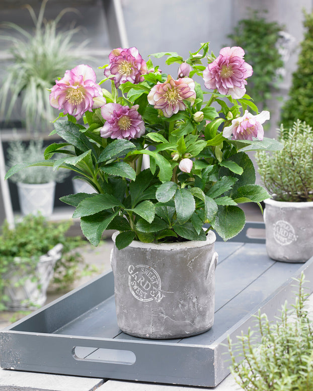 Helleborus 'Double Ellen Pink'