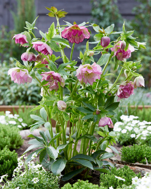 Helleborus 'Double Ellen Pink'