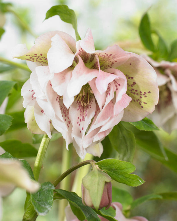 Helleborus 'Double Ellen Pink Spotted'