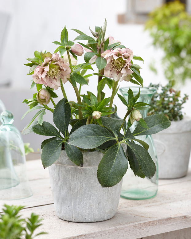 Helleborus 'Double Ellen Pink Spotted'