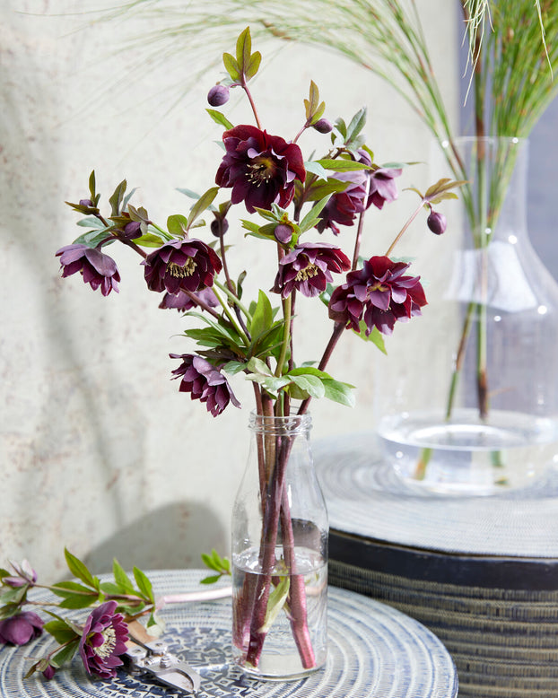 Helleborus 'Double Ellen Purple'