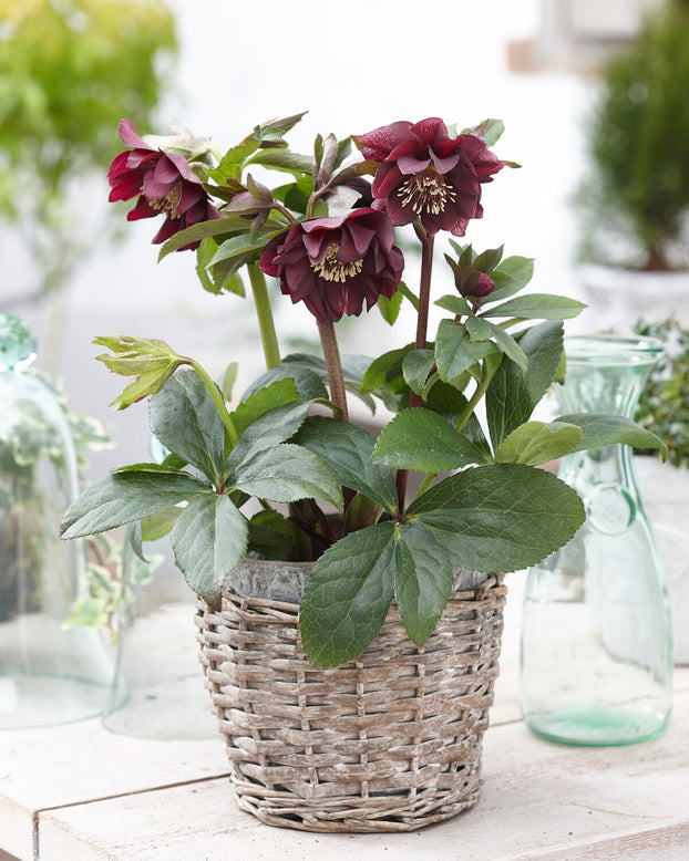 Helleborus 'Double Ellen Purple'