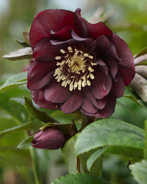Helleborus 'Double Ellen Purple'