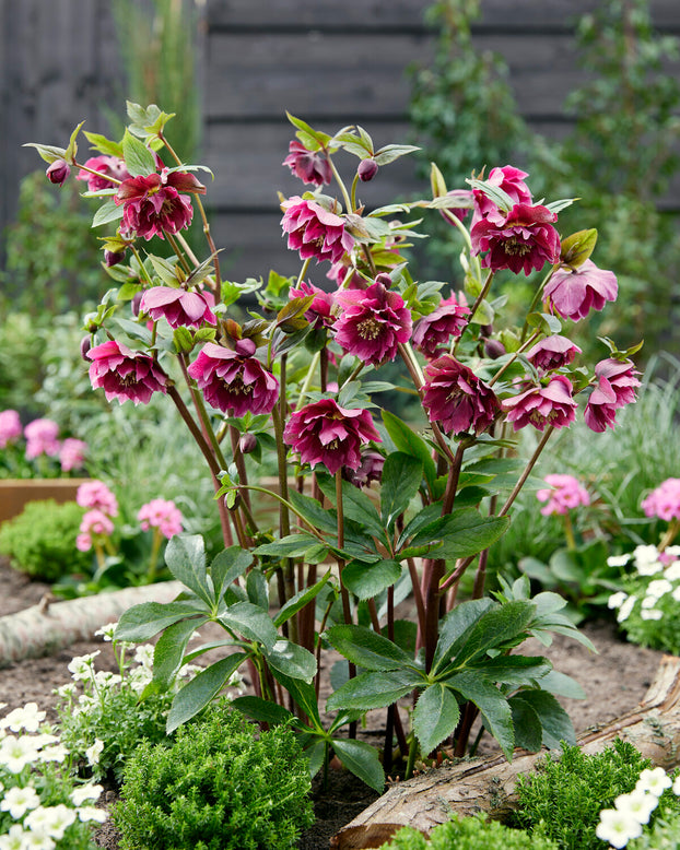 Helleborus 'Double Ellen Red'