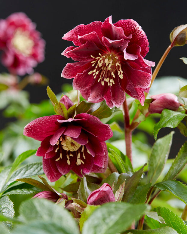 Helleborus 'Double Ellen Red'