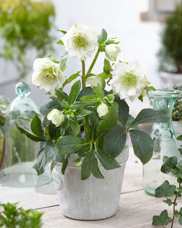 Helleborus 'Double Ellen White'