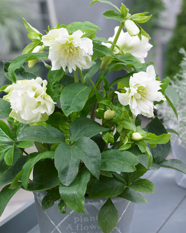 Helleborus 'Double Ellen White'