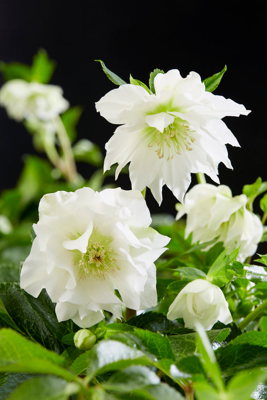 Helleborus 'Double Ellen White'